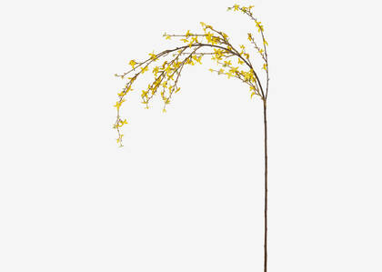 Yuri Forsythia Branch Yellow