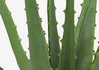 Kani Aloe Plant Potted