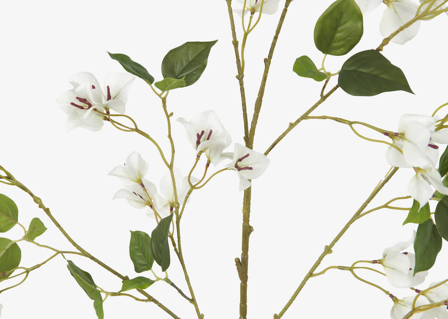 Desi Bougainvillea Branch White