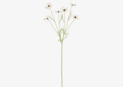 Winona Cosmos Stem Ivory