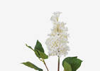 Lotte Dutch Lilac Stem Ivory