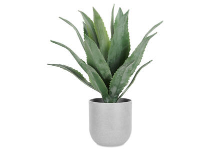 Agave en pot Kani