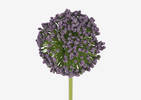 Etna Allium Stem Purple