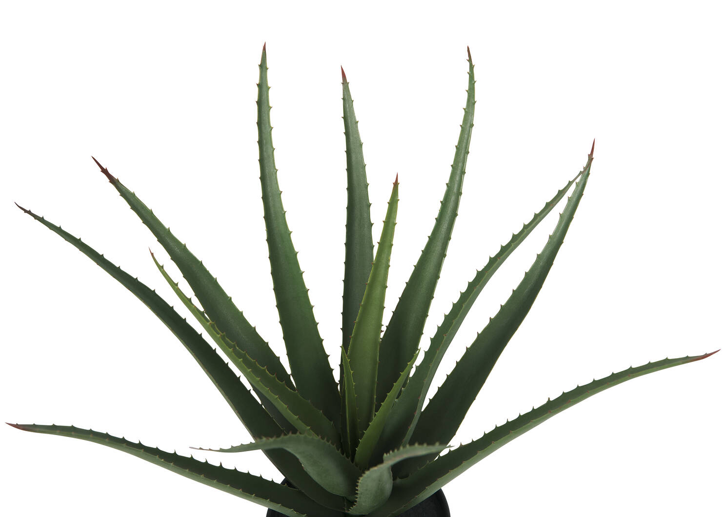 Aloès en pot Valli
