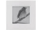 Judd Frame 4x4 White