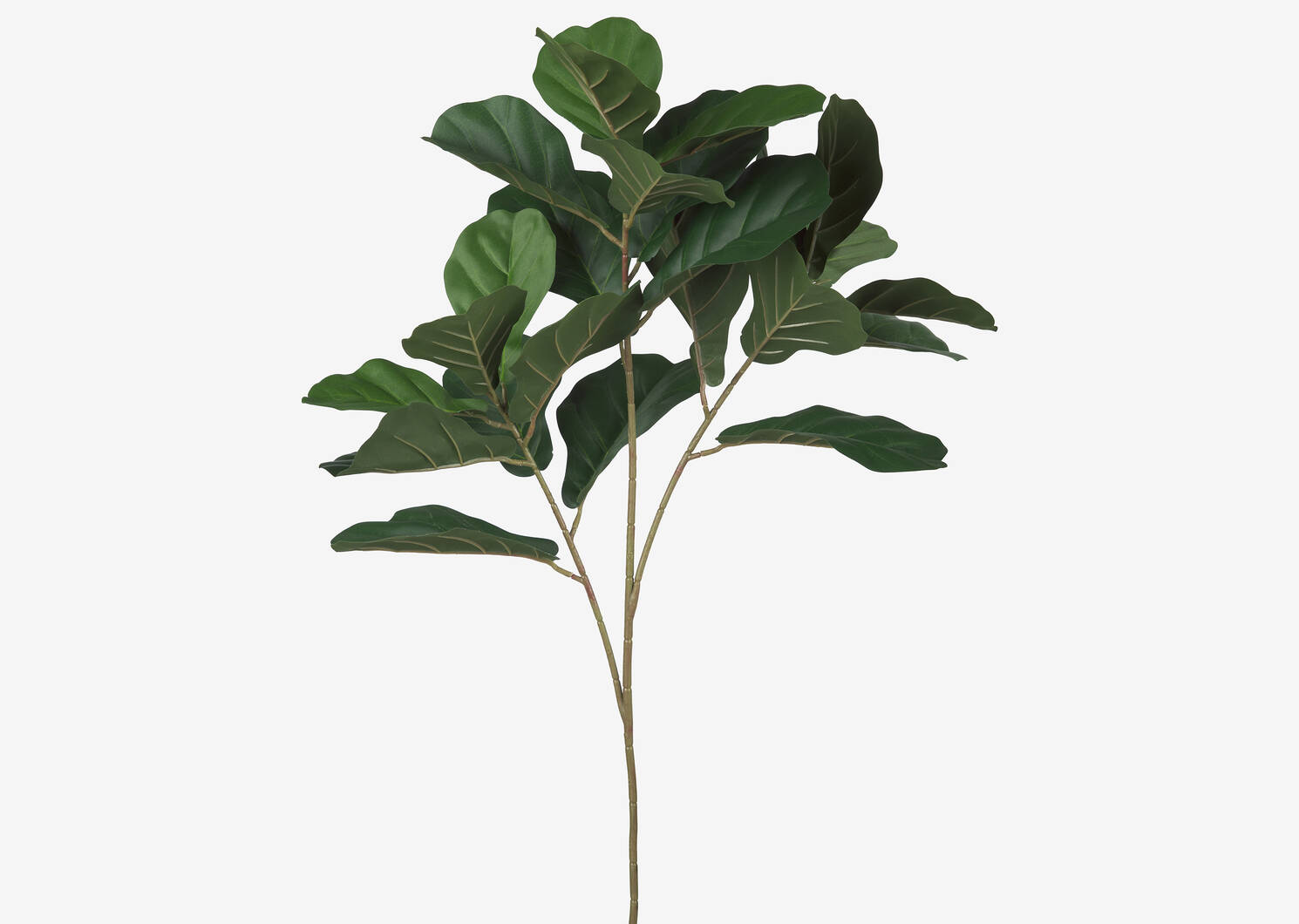 Kani Fiddle Leaf Branch