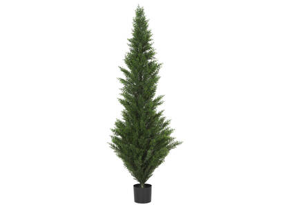 Selby Cedar Tree Potted