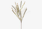 Brigid Wheat Grass Stem