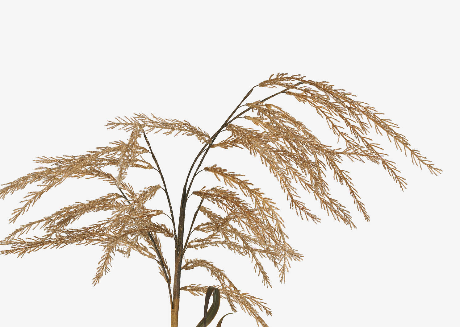 Hawes Pampasgrass Stem Caramel