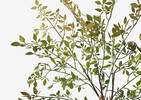 Wren Leaf Bush