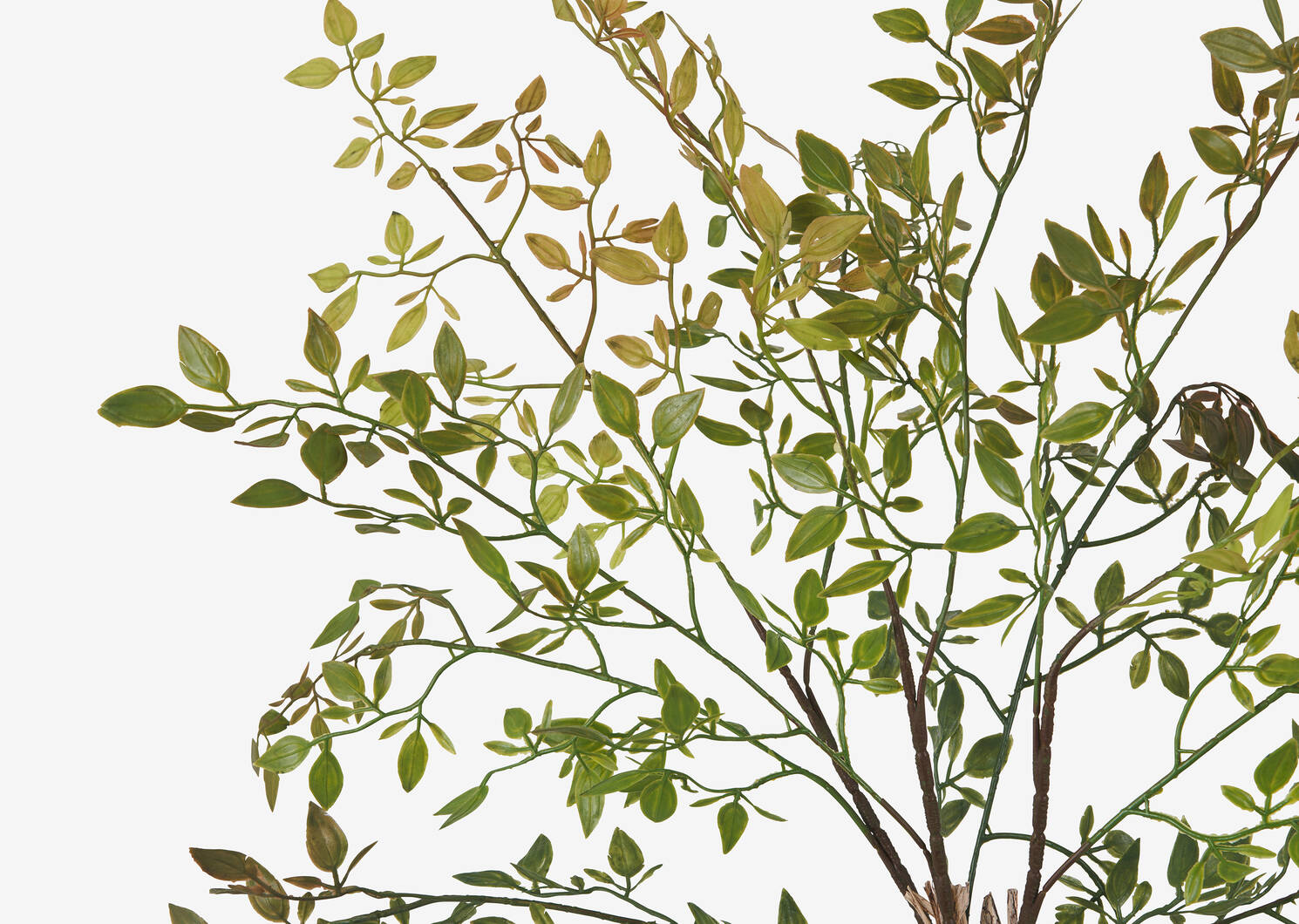 Wren Leaf Bush