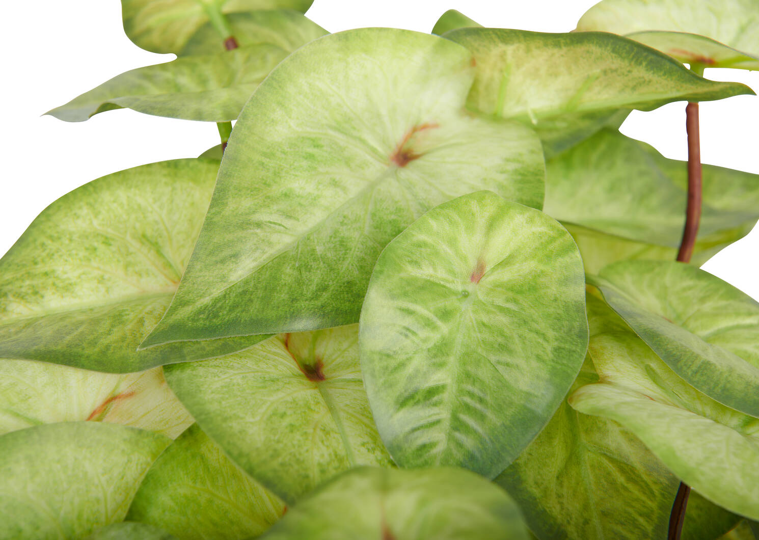 White Dynasty Caladium Plant Potted