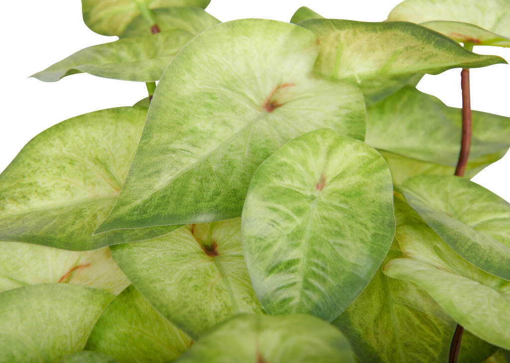 White Dynasty Caladium Plant Potted