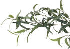 Kaiden Eucalyptus Garland