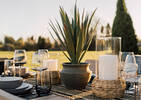 Zayan Mini Yucca Plant Potted
