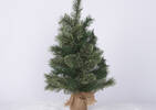 Tannon Tree 2ft Cashmere Potted