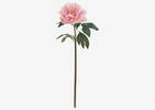 Jayde Peony Stem Pink