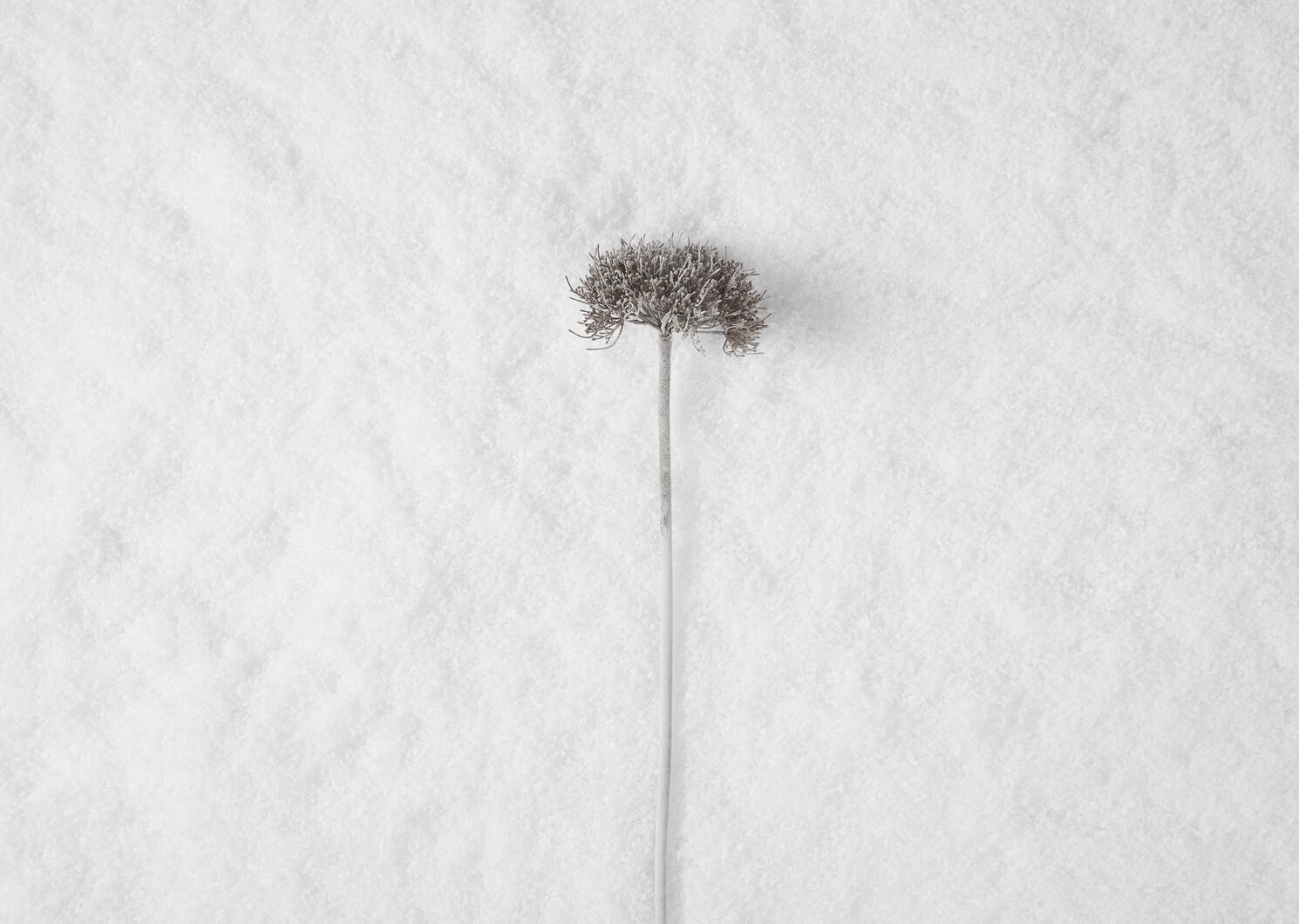 Snow Allium Stem
