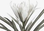 Tige de fleur Suvi blanche