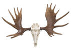 Moose Skull Wall Decor