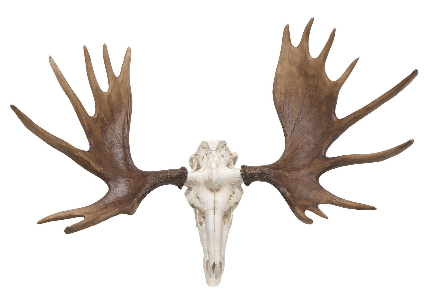 Moose Skull Wall Decor