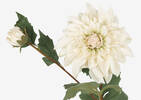 Branche de dahlias Meg ivoire