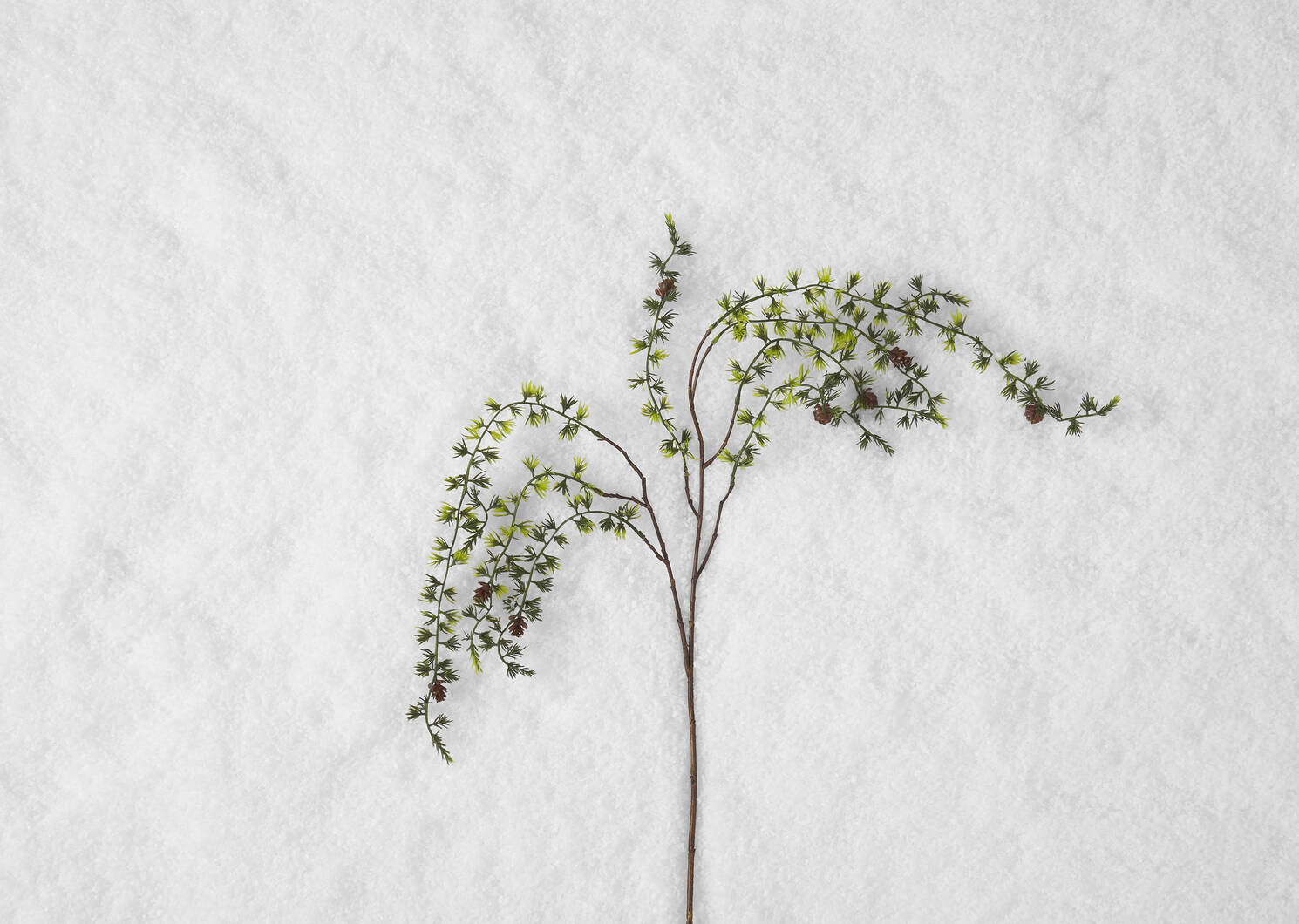 Weeping Pine Branch