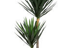 Lucas Yucca Tree Potted