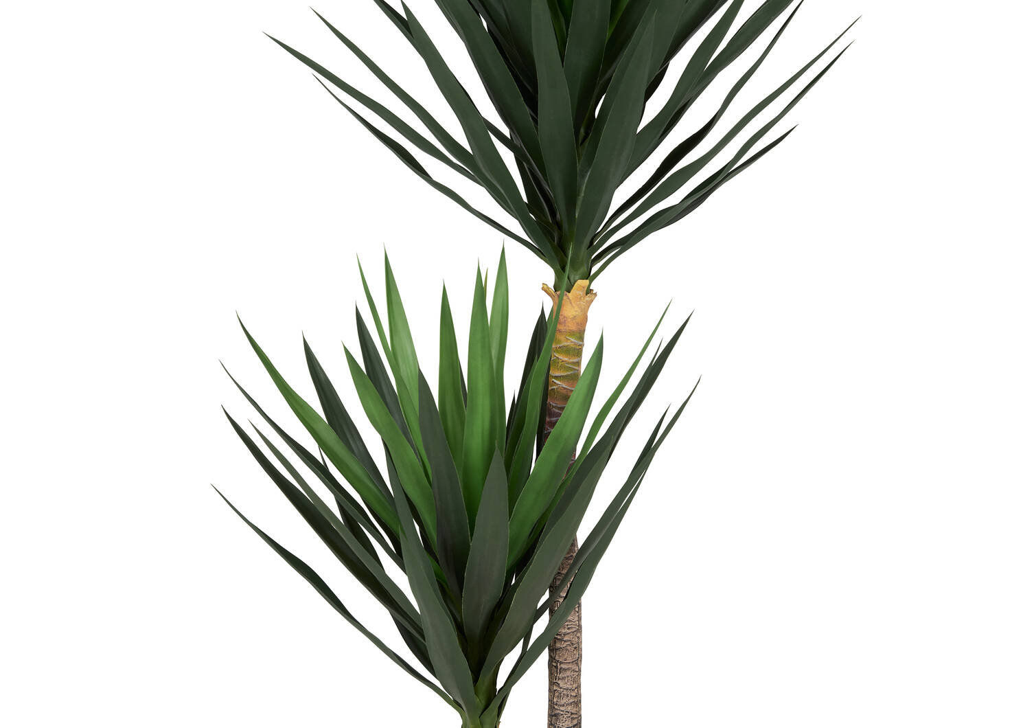 Lucas Yucca Tree Potted