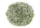 Leda Sedum Ball