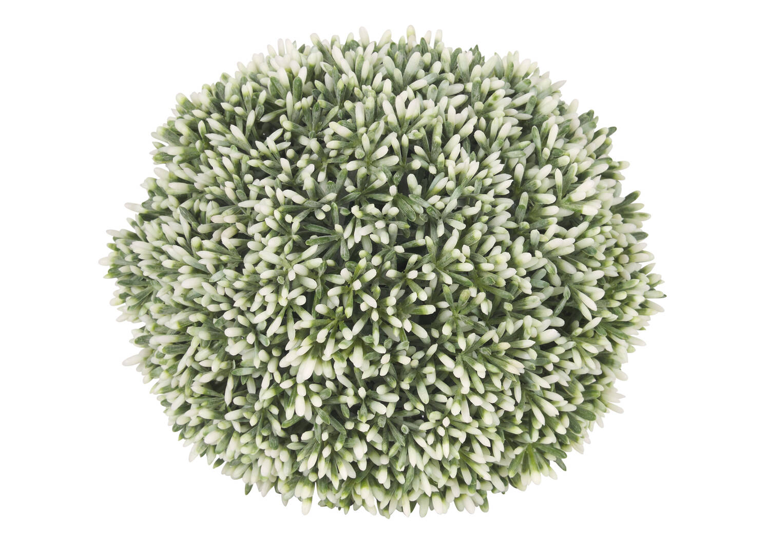 Leda Sedum Ball