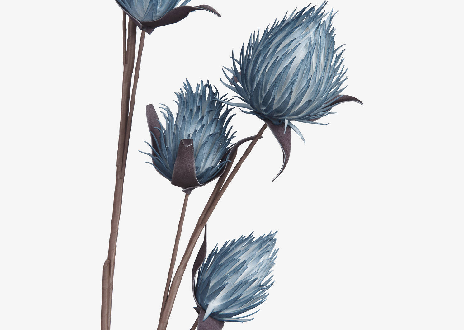 Branche de bourgeons Osha bleu voilé