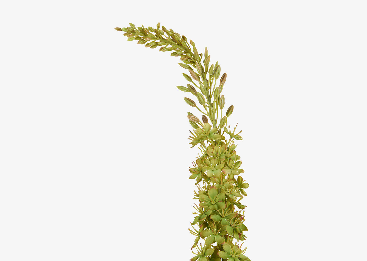 Farrah Eremurus Stem Fern