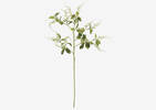 Kimi Japanese Knotweed White
