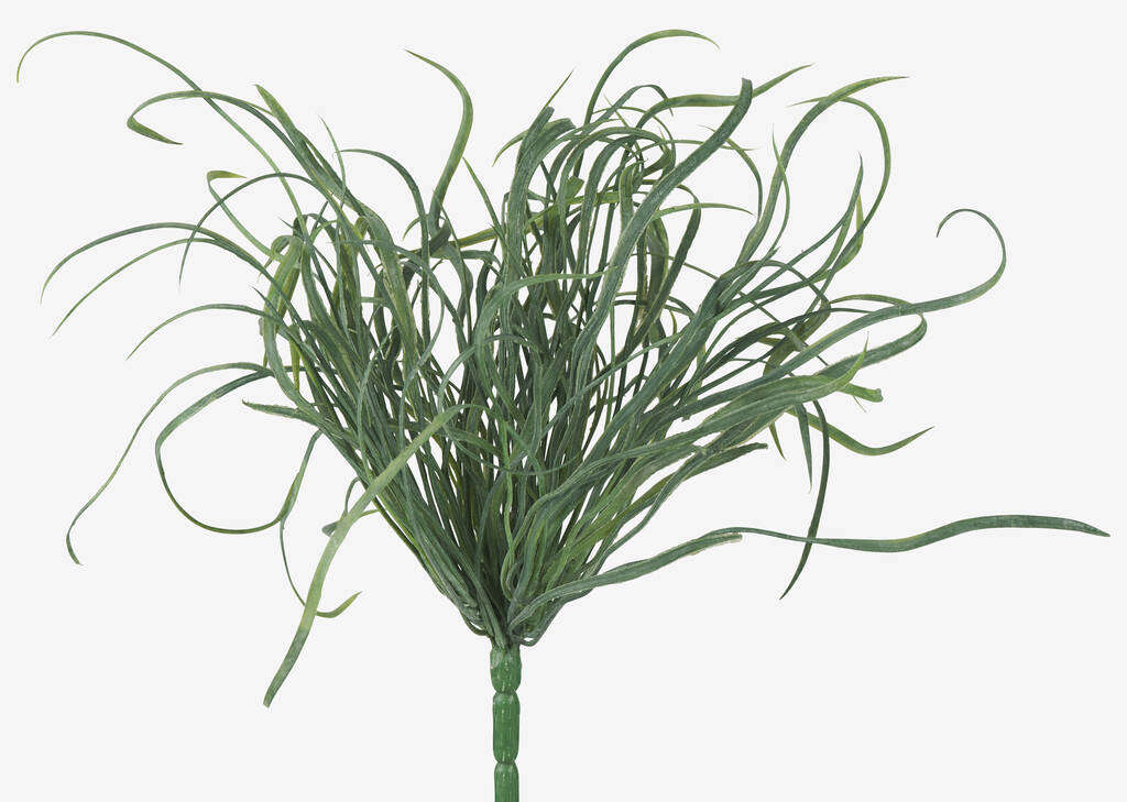 Branche d&rsquo;herbiers marins Maya