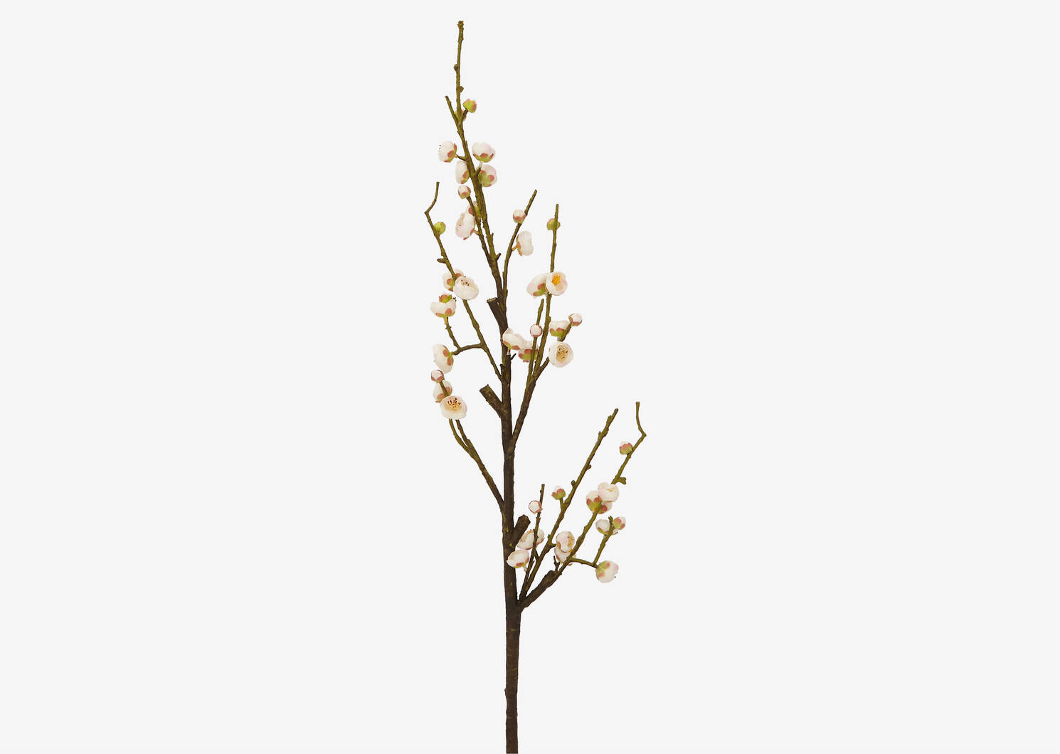 Tige de fleurs de prunier Anika blanche