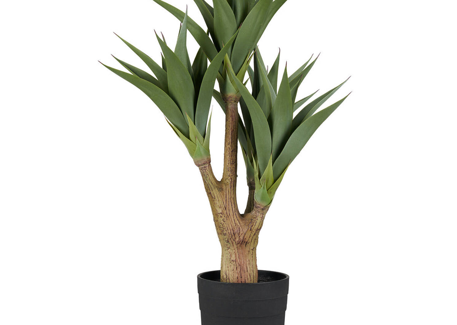 Antoinette Agave Potted