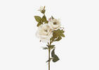 Amora Rose Stem White