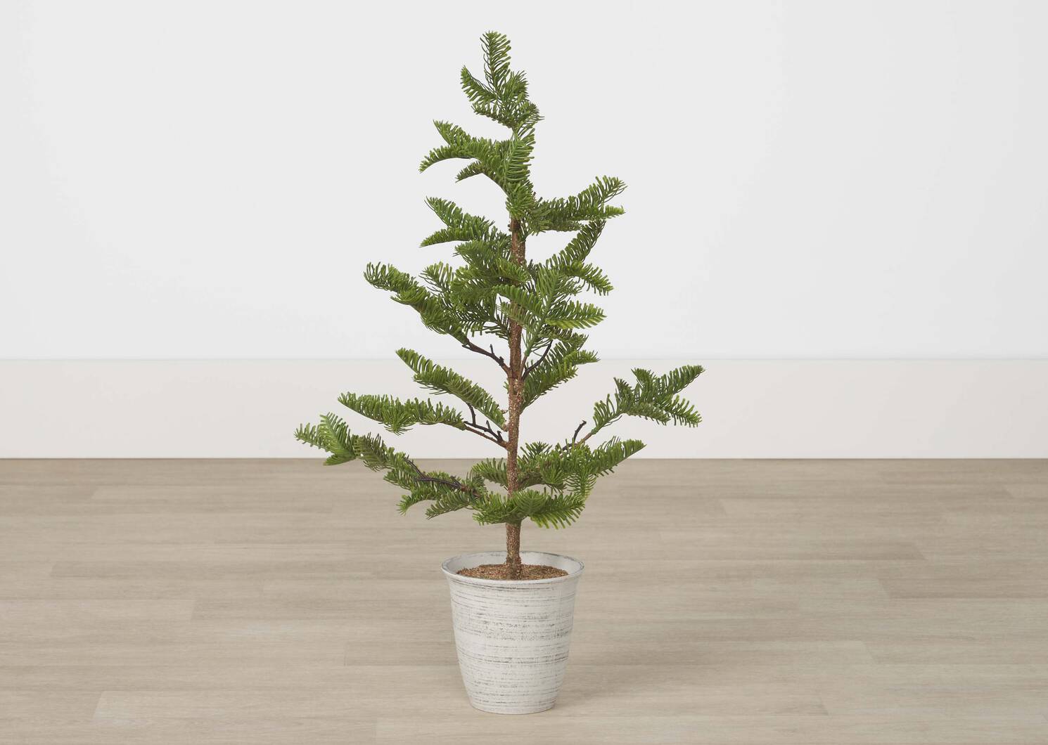 Evergreen Tree Potted
