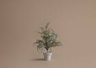Wonderland Tree Small
