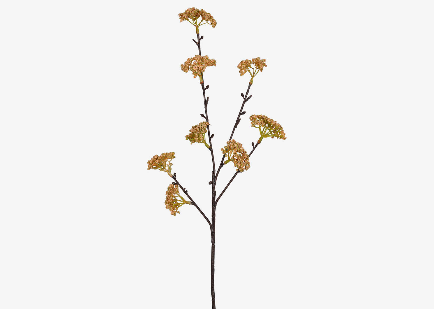 Eres Sedum Stem
