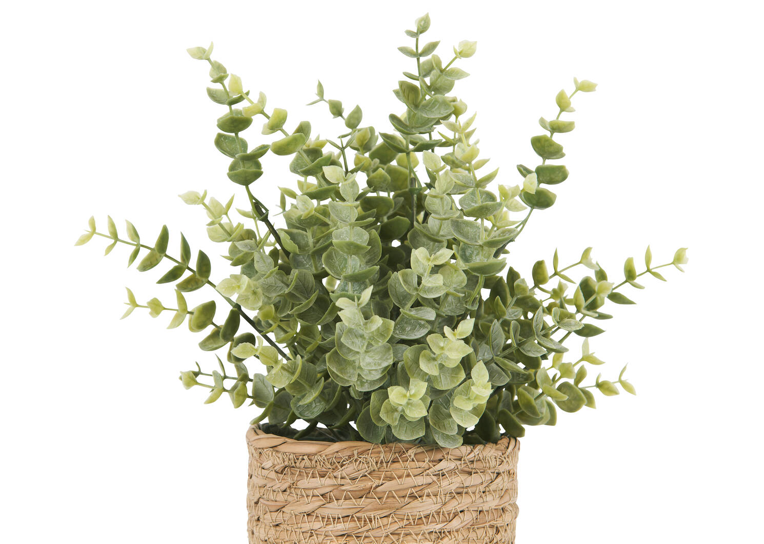 Eucalyptus en pot Suri