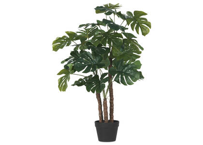 Lagos Monstera Tree Potted