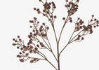 Bramwell Branch Brown