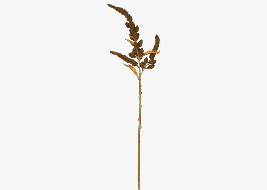 Rumex Stem Brown
