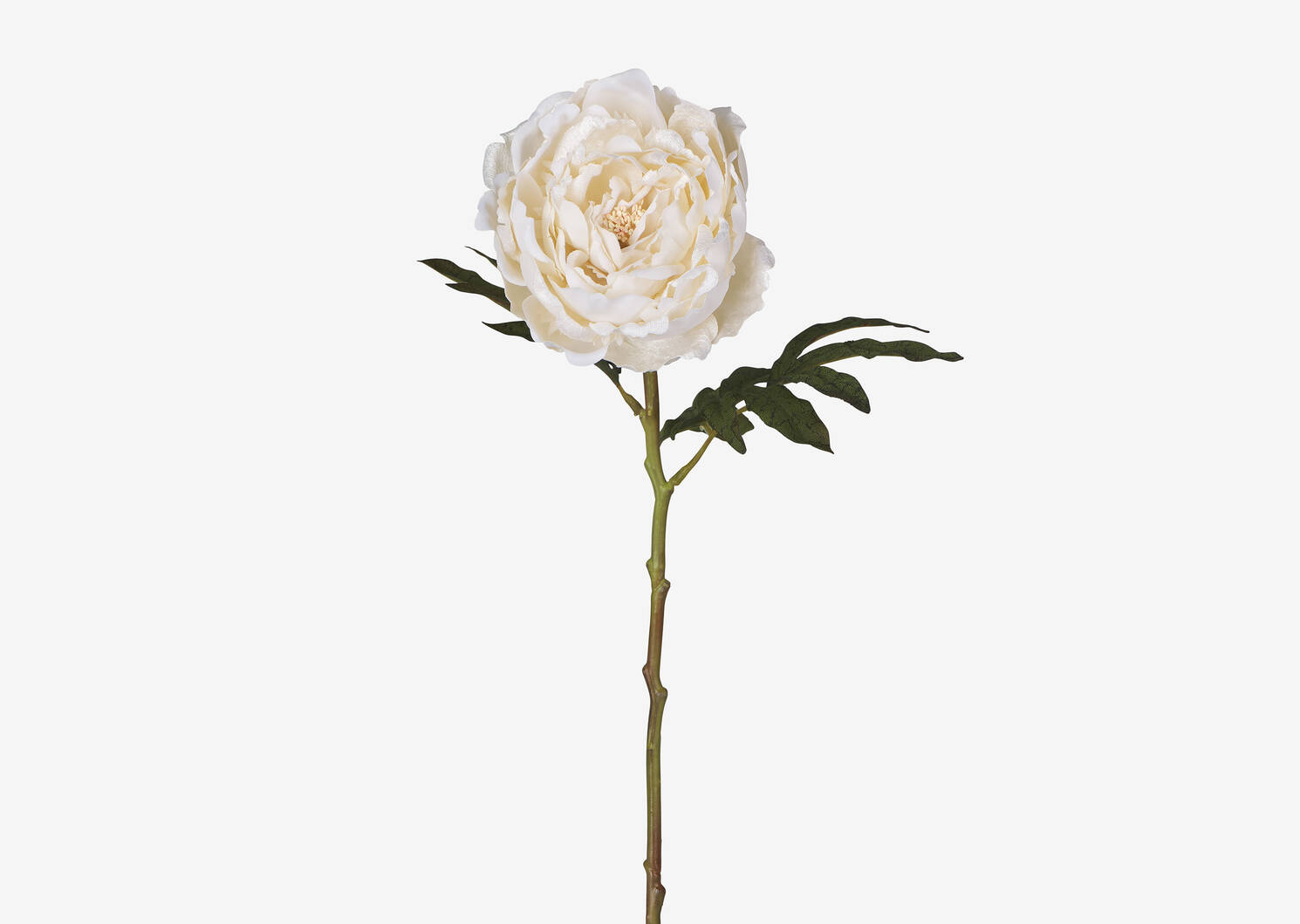 Sinay Peony Stem Ivory