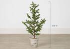 Evergreen Tree Potted Large
