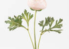 Lyra Ranunculus Stem Rose
