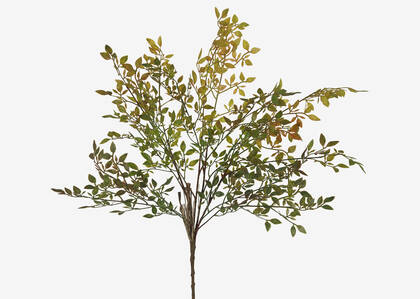 Wren Leaf Bush