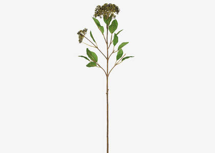 Koen Viburnum Stem